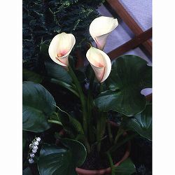 カラー（宿根）：ドリーミーピンク 3.5号ポット4株セット