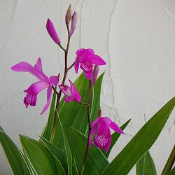 シラン ：斑入り桃紫花 2株入り3.5号6ポットセット