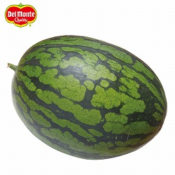 スイカ：コンパクトラガー接木苗3号ポット2株セット の通販