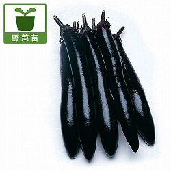 ナス：庄屋大長ナス接木苗3号ポット 2株セット