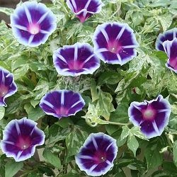 [26年6月中下旬予約]アサガオ：枝垂れ朝顔恋しぐれバイオレットブルー3.5号ポット12株セット