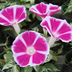 [26年6月中下旬予約]アサガオ：枝垂れ朝顔恋しぐれローズ3.5号ポット12株セット