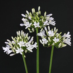 アガパンサス：ガーデンクイーン3.5号ポット苗