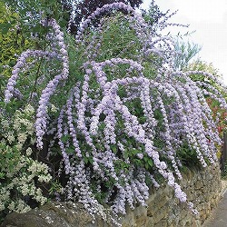 [26年2月中下旬予約]ブッドレア：アルテニフォリア5号ポット