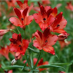 アルストロメリア：スポットレス ショコラローズ1球