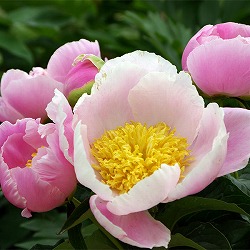 ピオニー（和種シャクヤク）：妖精3.5号ロングポット