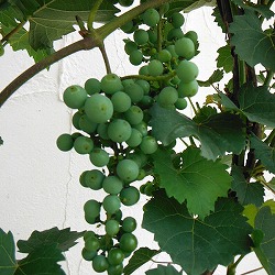 ブドウ：カベルネ ソーヴィニヨン接木苗4～5号ポット