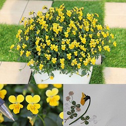 [送料無料]MSKガーデン極小輪ビオラ：フルーレット　イエロー3号ポット24株セット