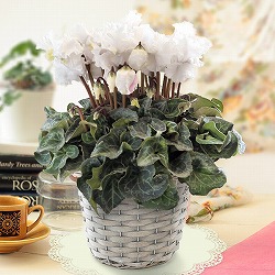 シクラメン：カンパーナホワイト5号鉢植えカゴ入り
