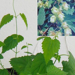 ホップ雌株3号ポット