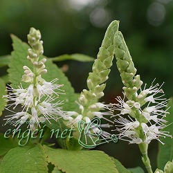 見返草（ミカエリソウ）：霊仙白花3号ポット