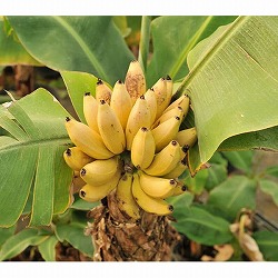 ドワーフモンキーバナナ6号ポット