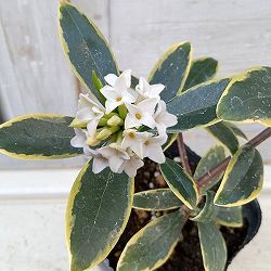 ジンチョウゲ（沈丁花）：白花（斑入り）3-3.5号ポット