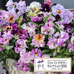 パンジー：ムーランフリルライトビオレッタ3.5号ポット2株セット