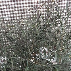 アゴニス フレクソーサ（黒ユーカリ）：ブラックテイル4号鉢植え