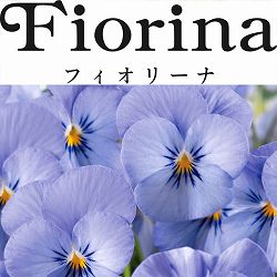ビオラ:フィオリーナ スカイブルー4号ポット 3株セット