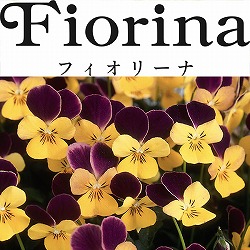 ビオラ：フィオリーナ　ベルベットゴールド4号ポット3株セット