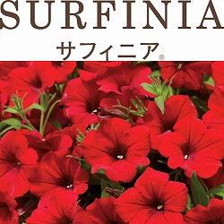 [26年4月下旬予約]ペチュニア：サフィニアレッド4号ポット(R)