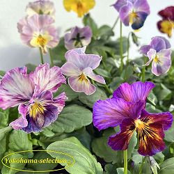 ビオラ：花まつり3号ポット 6株セット