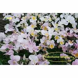 ビオラ：小桜3号ポット 6株セット