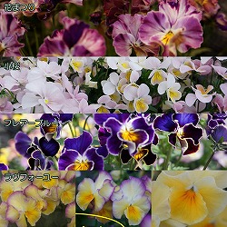 [送料無料]ビオラ：おためし4種12株セット