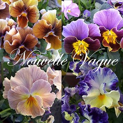 ビオラ：ヌーヴェルヴァーグ3.5号ポット 3株セット