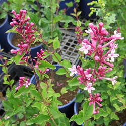 ヒメライラック（わい性ライラック）：ピンクパヒューム6号ポット