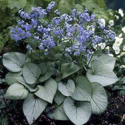 ブルンネラ：マクロフィラ ルッキングラス11cm角ポット