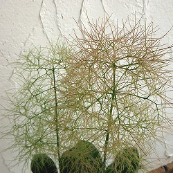 スモークツリー：グリーンファウンテン4.5号ポット