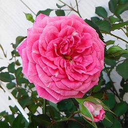 ドリフトローズ：スウィートドリフト3号ポット植え