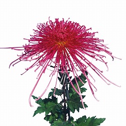 [26年4月上旬予約]大菊管物（くだもの）：泉郷烈火（赤系）2.5号ポット