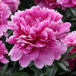 [26年2月中下旬予約]シャクヤク（芍薬）：華燭の典7号ポット