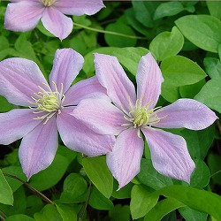 クレマチス：サクラフブキ（桜吹雪）3.5号ロングポット（ジャックマニー系）