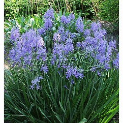 [26年3月中下旬予約]カマシア：ライヒトリニー カエルレア4.5号ポット