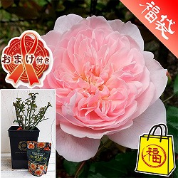 おまけ付（元肥ローズスタート150g）：イングリッシュローズ：ウィズレー2008大苗5号角鉢