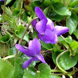 スミレ:トラベック(青紫・原種)*3-3.5号ポット