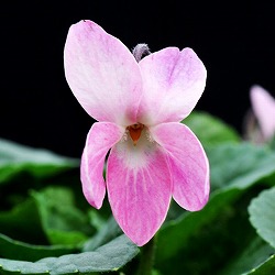 ニオイスミレ：リディアグローブス（桃）*3-3.5号ポット