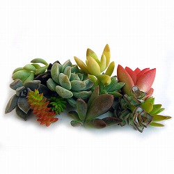 多肉植物切り芽（カット芽）10芽入りパッケージ3パックセット